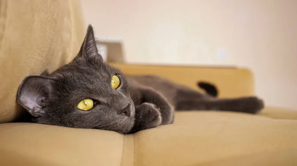 Schöne graue Katze mit gelben Augen liegt auf einem beigen Sofa — Stockfoto