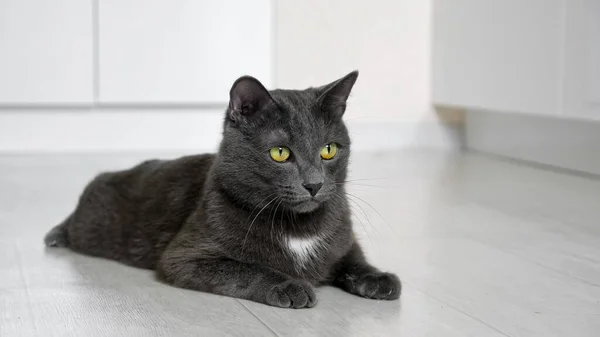 Beautiful gray cat lies on the floor and follows the movement of something in — Stock Photo, Image