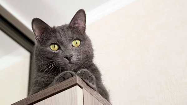 Bellissimo gatto grigio si siede sull'armadio, vista dal basso — Foto Stock