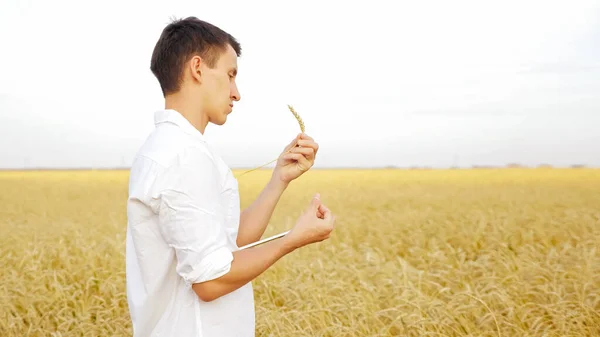 Homem com tabuleta e espiga de trigo maduro no campo — Fotografia de Stock
