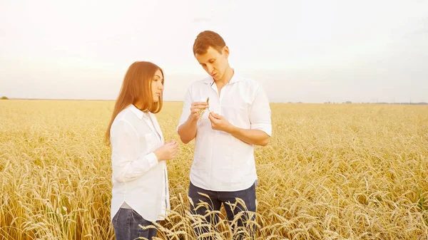 Homem e uma mulher de camisas brancas analisar orelhas de trigo maduro em um campo — Fotografia de Stock