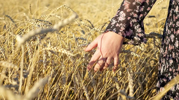 Close-up de mãos de mulheres tocando orelhas de trigo no campo — Fotografia de Stock