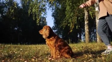 Kahverengi kürklü komik bir spanyel yeşil çimenler boyunca koşar.