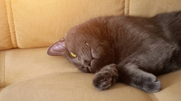 Bellissimo gatto grigio si trova su un divano beige — Foto Stock