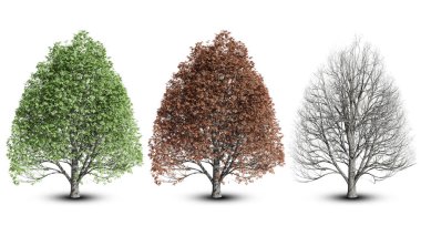 Üç boyutlu illüstrasyon. Kırpma yolu ile beyaz arkaplan üzerinde izole ağaç koleksiyonu.