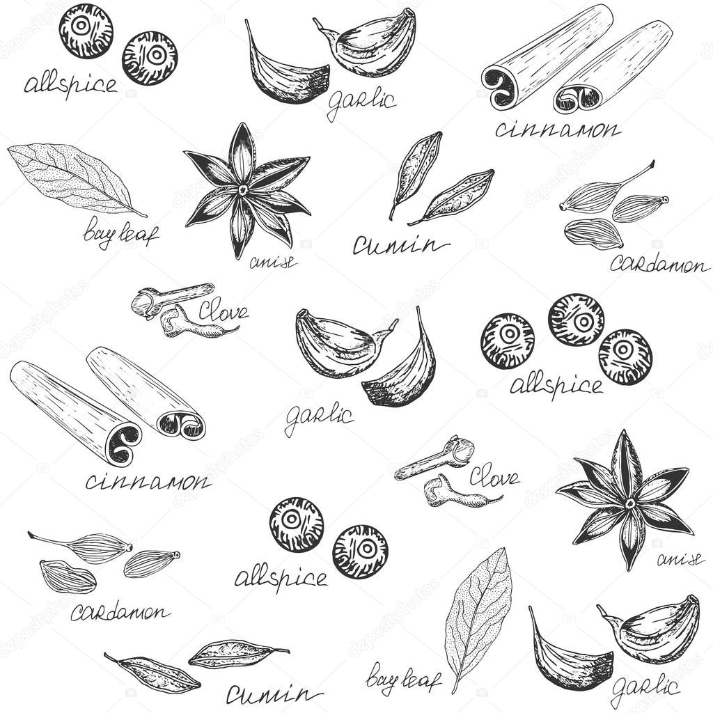 Spices with names background. Hand-drawn vector illustration.