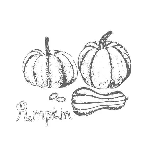 Pumpkin Pumpkin Seeds Hand Drawn Pumpkin Seed White Background Farm — Stock Vector