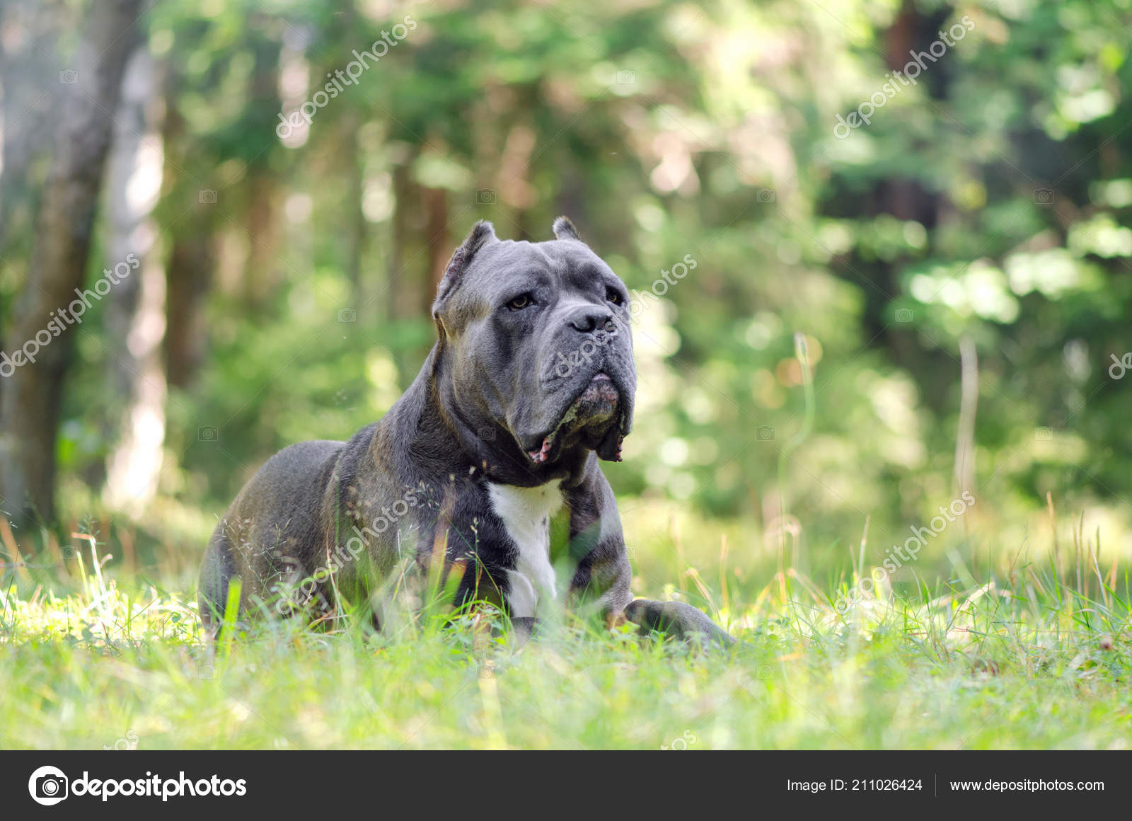 Cane Corso Italiano Caña Raza Perro Corso Gris Encuentra Hierba