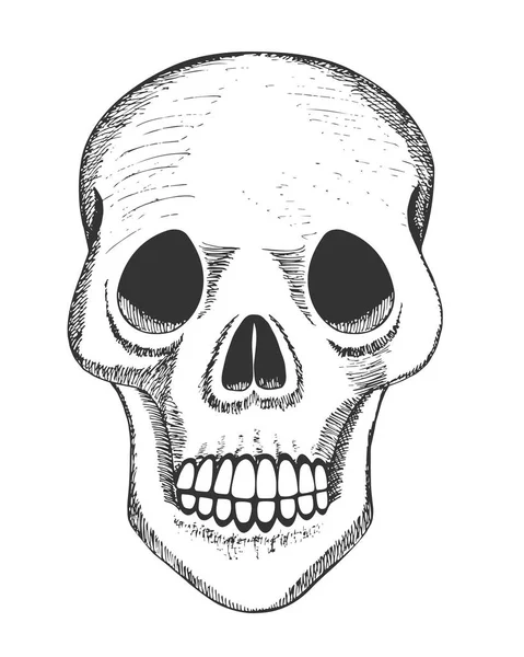 人間の頭蓋骨 手が白い背景に人間の頭蓋骨の頭のベクトル イラストを描いた — ストックベクタ