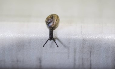 Hafif bir arka plan üzerinde salyangoz. Beyaz bir yüzeyde baş aşağı sürünüyor kabuklu küçük bir salyangoz..