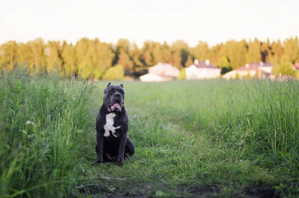 İtalyan baston Corso köpeği. Köpek ırkı İtalyan baston Corso gri arka planda görünür kır evlerinde yeşil çim üzerinde alanında oturur. 