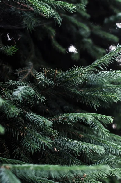 Fir Tree Branches Close Fluffy Fir Branches Background Shallow Focus — Stock Photo, Image
