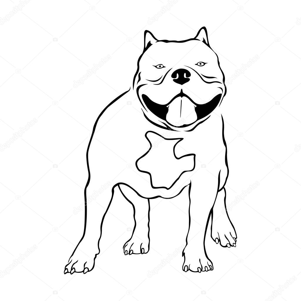 American bully dog. Bully vector illustration on white background.