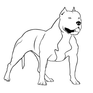 Pitbull terrier vektör illüstrasyon. Köpek ırkı pitbull değer ve yan görünüyor.