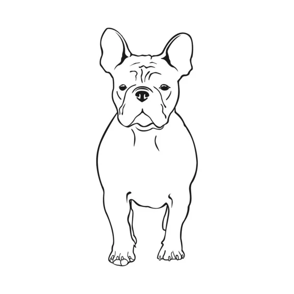 Niedliche Französische Bulldogge Vektorillustration Hunderasse Französische Bulldogge Steht Frontal Isoliert — Stockvektor