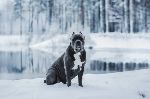 Kış manzarasında İtalyan bastonu Corso köpeği. Cane Corso grisi karda oturuyor. 