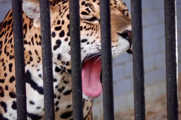 Das Porträt Des Gähnenden Jaguars Durch Das Metallgitter — Stockfoto