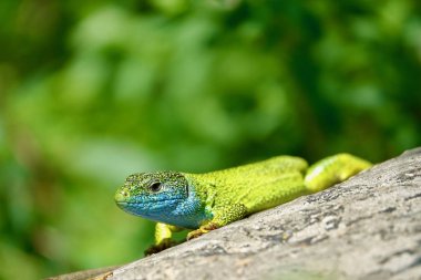  Masmavi boğaz ile büyük zümrüt renkli kertenkele kaya yakın üzerinde                               