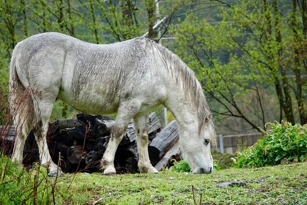 The grey horse is under the rain.