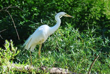 Söğüt ağacında beyaz balıkçıl