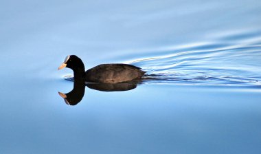 Siyah ördek, kuş yüzüyor.