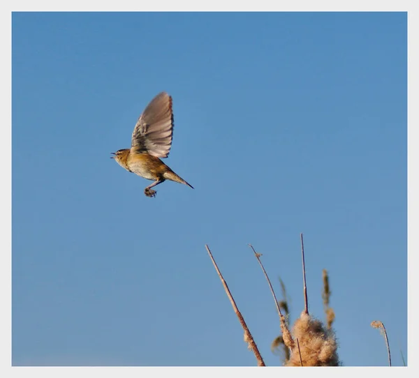 Small Bird Flight — Foto de Stock