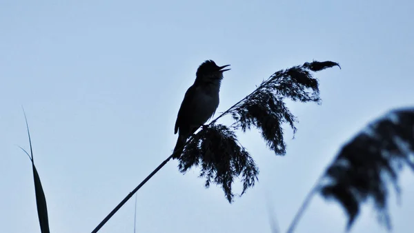 Птах Співає Рано Вранці — стокове фото