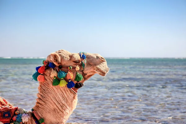 Καμήλα αναπαύεται επί της παραλίας της Αιγύπτου. Ακτή Σαρμ Fir Σέιχ — Φωτογραφία Αρχείου