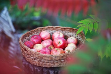 Gerdanlı sepeti sonbahar bir zaman doğaya karşı kırmızı elma