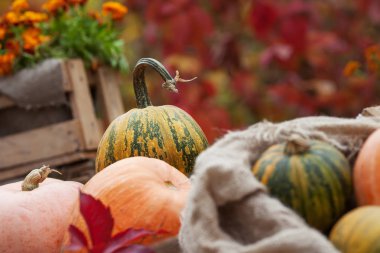 Ahşap kutusunda bir arka plan ile saman üzerinde yatarken çok renkli balkabağı. Sonbahar