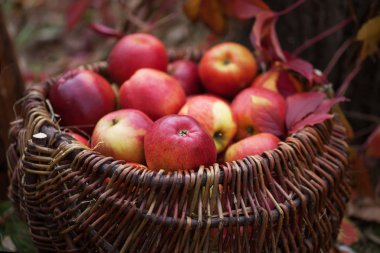 Taze hasat elma. Sonbahar bahçe. Şükran günü. Eski masada bir sepet içinde organik kırmızı elma