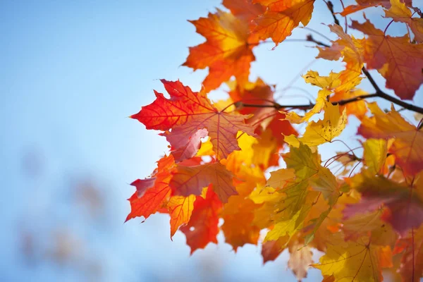 Folhas Outono Brilhantes Bordo Contra Céu Azul — Fotografia de Stock