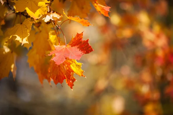 Autumnal leaves, red and yellow maple foliage against  forest