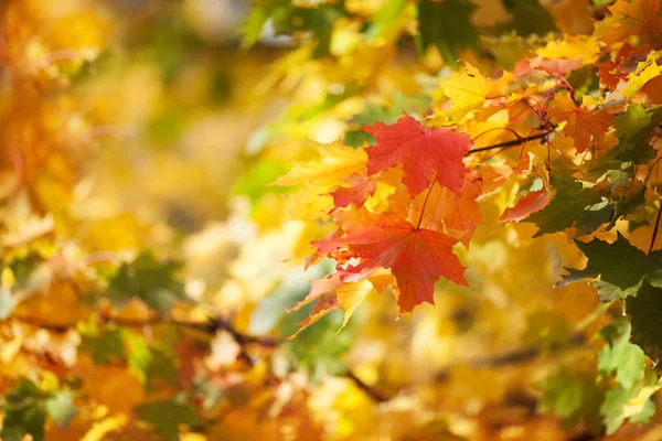 Осенние Листья Красные Желтые Кленовые Листья Против Леса — стоковое фото