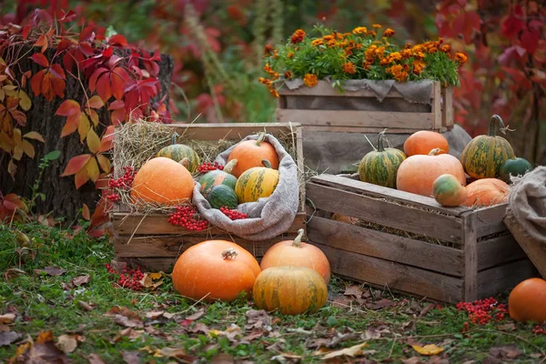 Multi Colored Pumpkins Lying Straw Wooden Box Background Autumn Time — Stock Photo, Image