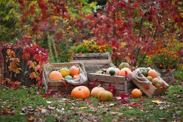 Las Calabazas Multicolores Tumbadas Sobre Paja Con Una Caja Madera —  Fotos de Stock