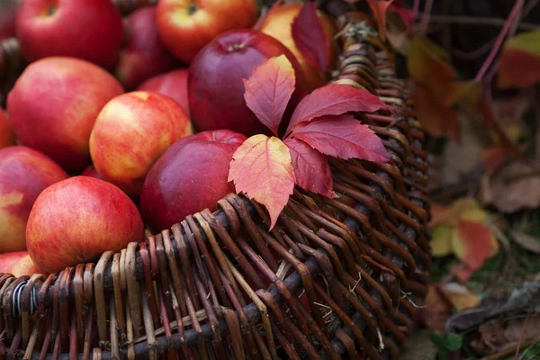 Raccolta Mele Fresca Giardinaggio Autunnale Giorno Del Ringraziamento Mele Rosse — Foto Stock