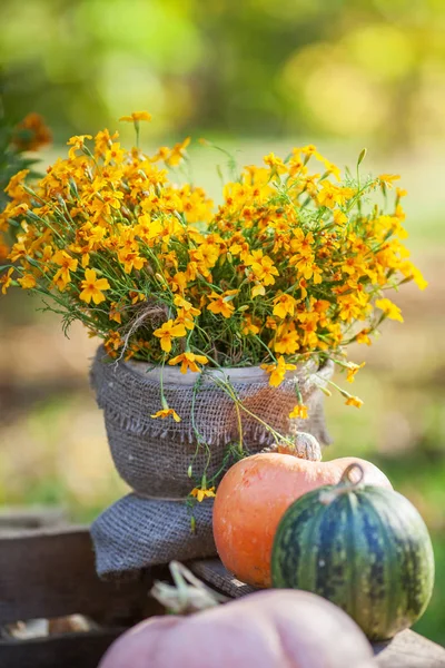 Fiore Arancio Pumkins Bindweed Uno Sfondo Colorato Decorazione Autunnale — Foto Stock