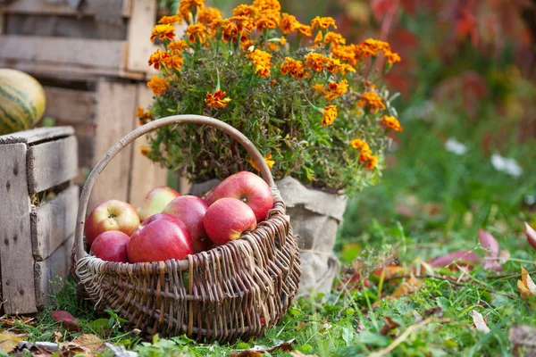 Cosecha Fresca Manzanas Jardinería Otoño Día Acción Gracias Manzanas Rojas —  Fotos de Stock