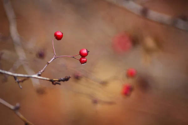 Ветка Боярышника Красными Ягодами Поздняя Осень Копирайтинг — стоковое фото