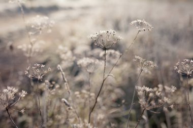 Çayırda kuru çimlerin üzerine hoarfrost. Frost ot ya da kır çiçekleriyle kaplı. Sonbahar kırsal çayırda ilk frost. Kış arka plan. 