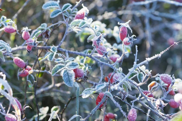 Kuşburnu Yaprakları Meyveleri Ile Hoarfrost Frost Koyu Arka Plan Üzerinde — Stok fotoğraf