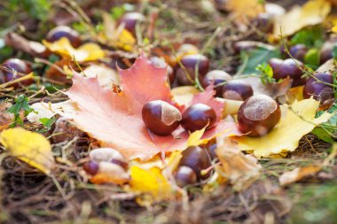 kestane çok renkli sonbahar yaprakları. Sonbahar