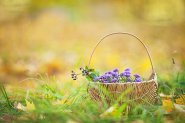 Sonbahar çiçekli sepet. Sonbahar zaman. Hasır sepet içinde mor hrysanthemums