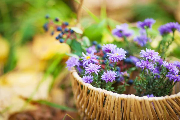 Sonbahar çiçekli sepet. Sonbahar zaman. Hasır sepet içinde mor hrysanthemums
