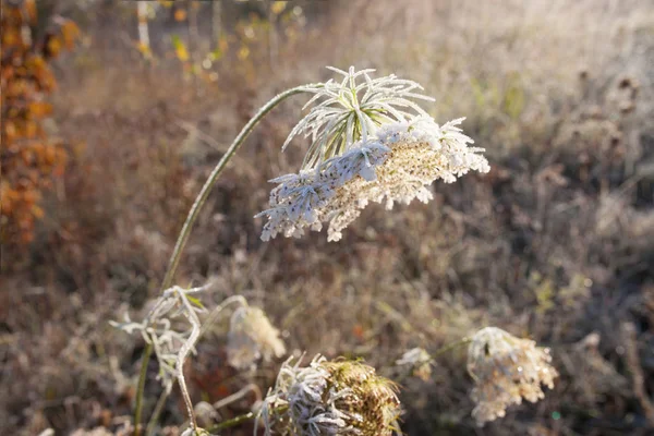 Froid Rauque Sur Herbe Sèche Dans Prairie Herbe Gelée Fleurs — Photo