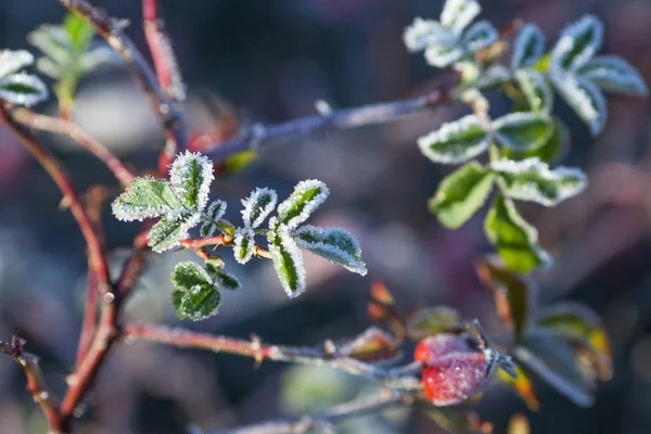 Kuşburnu Yaprakları Meyveleri Ile Hoarfrost Frost Koyu Arka Plan Üzerinde — Stok fotoğraf
