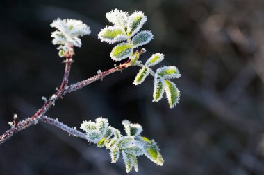 Kuşburnu ile hoarfrost bırakır. Frost'un koyu arka plan üzerinde ile yabani gül Funda. Sonbaharın ilk frost. Hoarfrost dogrose dalları üzerinde.