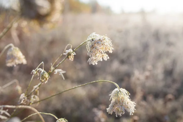 Hoarfrost Dry Grass Meadow Frost Covered Grass Wild Flowers First — Stock Photo, Image