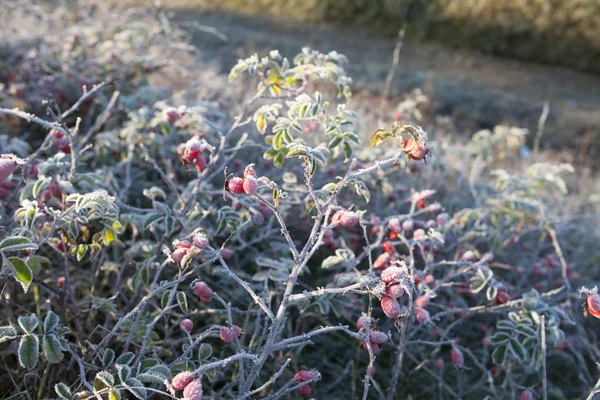 Red Rosehip Berries Snow Wild Rose Shrub Frost Blue Sky — Stock Photo, Image